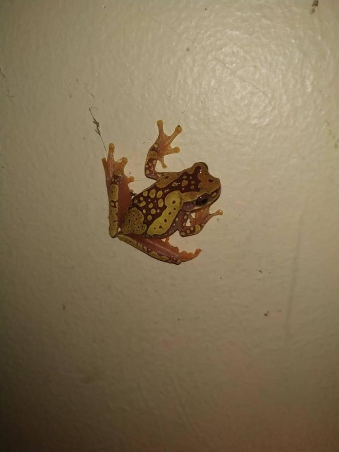 ボカス・タウン La Luciernaga Big Creek Bed & Breakfast エクステリア 写真